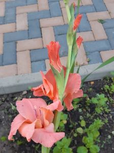 Gladiole