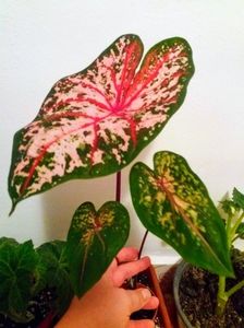 20180704_220851-EFFECTS; Caladium
