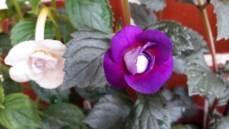 Pisicuta Misterioasa :))); Adica:kitty Elisabeth si Purple Mistery
