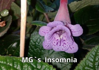 Sinningia MG`s Insomnia