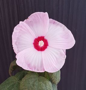 Hibiscus Swirl Pink-pierdut; Nu am noroc la hibi. Am avut vreo 3-4 rosii cu floare plina acum muuulti ani. Anul trecut am zis sa iau din nou. Am incercat cu unul galben care s-a uscat brusc a doua zi dupa ce a ajuns la mine.
