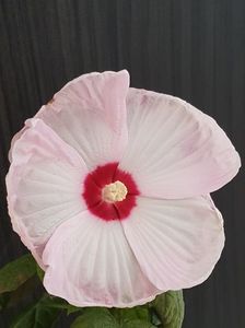 ; Acum il am pe acesta si unul alb care s-a lungit muuult si apoi s-a blegit exact cand trebuia sa infloreasca. Am taiat tija si l-am salvat, zic eu, dar sa vedem...
