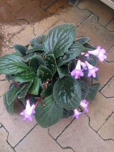15.06.2018; ‘Streptocarpus Snowlina’
