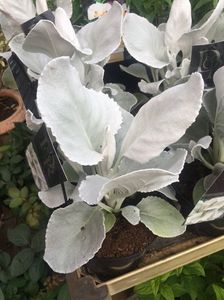Senecio ‘Angel Wings’; 15.06.2018
