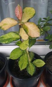 Hoya Australia Lisa