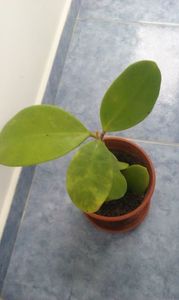 Hoya Excavata