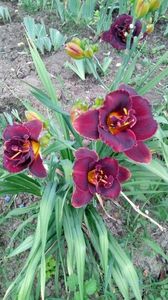 Night embers