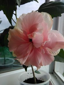 Classic Pink Cameleon