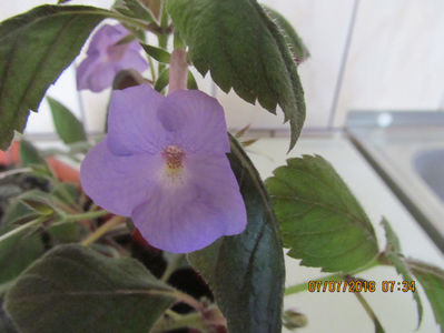 ; Pentru ca n-a avut lumina suficienta culoarea s-a deschis.
