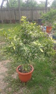 Citrus Clementina tardiv; Clementin tîrziu
