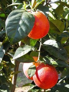 citrus-sinensis-moscato-sanguinello-21; Portocal cu aromă de struguri muscat
