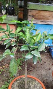 Citrus sinensis sanguinelli; Portocal roșu
