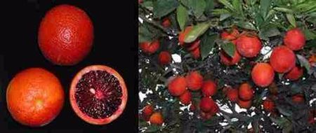 CITRUS SINENSIS SANGUINELLI