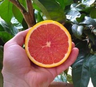 Citrus sinensis cara cara; Portocală roz cu aromă de cireșe
