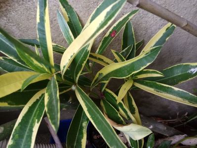 Variegat