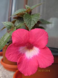 Rosy Frost