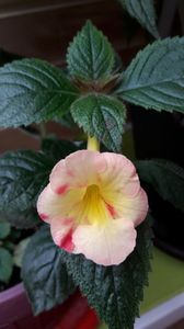 Strawberry Lemon