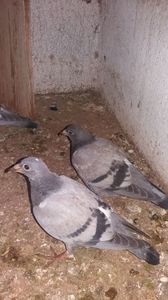 Amândoi sunt din lotul al doilea
