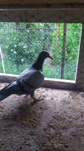 Tot lotul al doilea