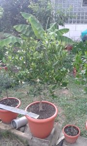 Citrus limequat; Fructifică continu
