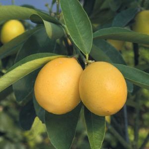 Citrus limequat