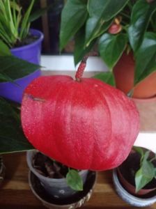 Anthurium Scherzerianum mini coral