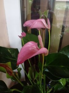 Anthurium Lilas roz