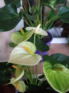 Anthurium Vanilla galben