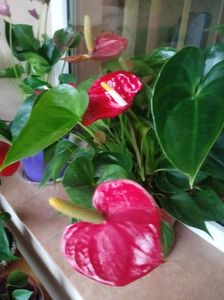 Anthurium Flamingo rosu