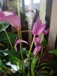 Anthurium Fiorino Mov