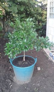 Citrus sinensis Washington navel; Portocală blondă rodește de mai multe ori pe an
