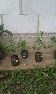 Citrofortunela Vulcan lemon; Lămîi pitic cu fructificare continuă
