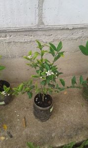 Citrofortunela Vulcan lemon; Lămîi pitic
