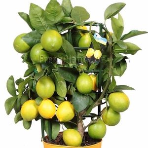 Citrofortunela Vulcan lemon; Lămîi pitic cu fructe mature
