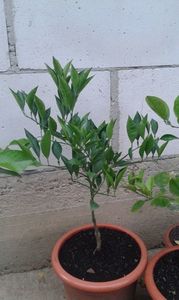 Citrus sinensis tarocco roșu; Portocal roșu
