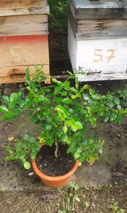 Citrus histrix; Un fel de limetă
