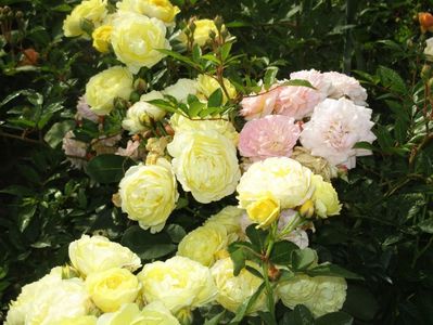 Floribunda galben