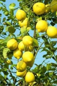 Citrus limon eureca; Fructe mature
