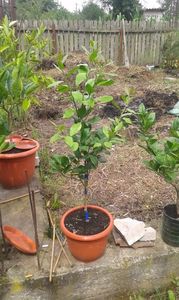 Citrus limon Lisabona; Lămîi cu fructificare continuă
