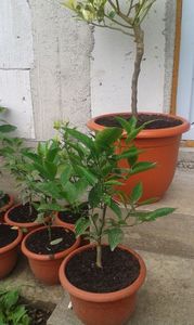 Citrus Clementina rubine; Clementina rubinie
