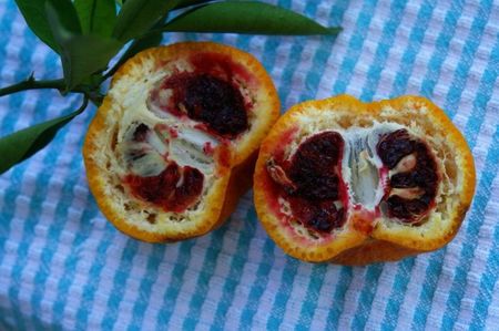 Citrus Clementina rubine; Clementina rubinie fruct matur
