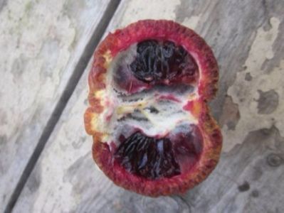 Citrus Clementina rubine; Clementina rubinie fruct matur
