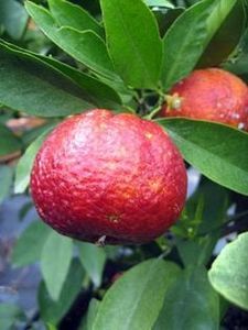 Citrus Clementina rubine; Clementina rubinie fruct matur
