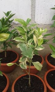 Citrus limon pestriț; Lâmîi pestriț varietatea galbenă cu tentă amăruie
