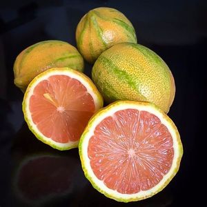 Citrus limon pestriț dulce cu pulpa roz; Fruct matur
