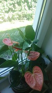 Anthurium