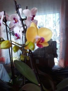 ; My orchids
