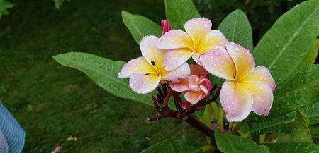 plumeria elsie; inaltime aprox 70-75cm
