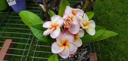 plumeria dulcemia; inaltime aprox 40 cm
