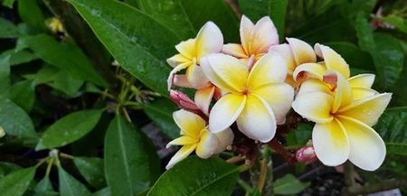 plumeria souther cross; inaltime aprox 55 cm
